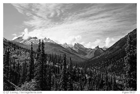 Arrigetch Peaks and spruce forest from Arrigetch Creek entrance, morning. Gates of the Arctic National Park, Alaska, USA.