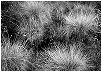Tussocks. Gates of the Arctic National Park ( black and white)