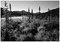 Tussocks near Circle Lake, Alatna River valley, early morning. Gates of the Arctic National Park, Alaska, USA. (black and white)