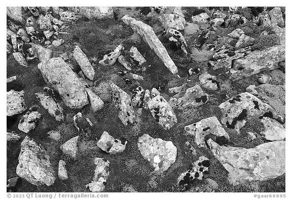 Close-up of rocks and mosses. Gates of the Arctic National Park (black and white)
