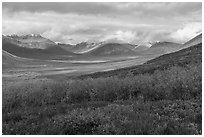 Willows and Inukpasugruk Valley in autumn. Gates of the Arctic National Park ( black and white)