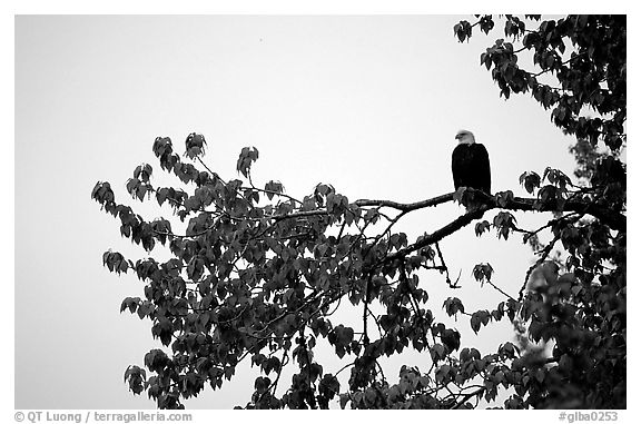 Bald eagle. Glacier Bay National Park (black and white)