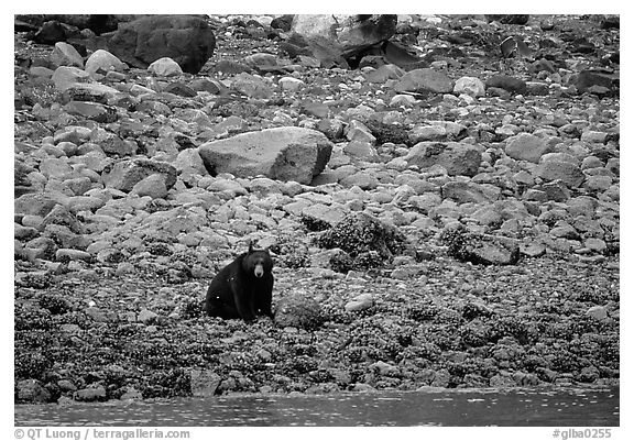 Black bear digging for clams. Glacier Bay National Park, Alaska, USA.