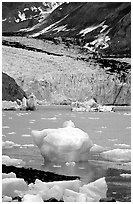 Mc Bride glacier. Glacier Bay National Park ( black and white)