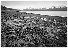 Tidal flats, Muir inlet. Glacier Bay National Park, Alaska, USA. (black and white)