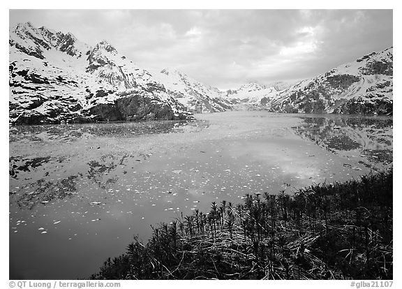 Dwarf plants and John Hopkins inlet. Glacier Bay National Park (black and white)