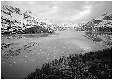 Dwarf plants and John Hopkins inlet. Glacier Bay National Park ( black and white)
