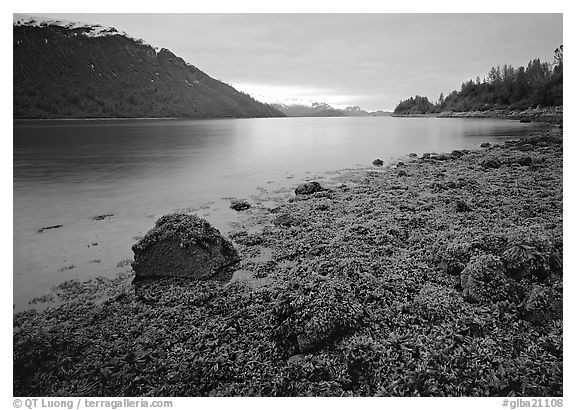 Charpentier inlet. Glacier Bay National Park (black and white)