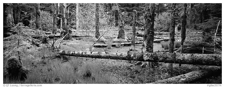 Temperate rainforest scenery. Glacier Bay National Park (black and white)