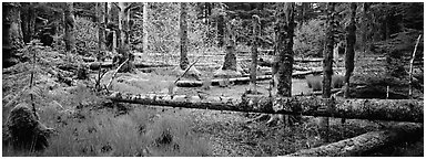 Temperate rainforest scenery. Glacier Bay National Park (Panoramic black and white)