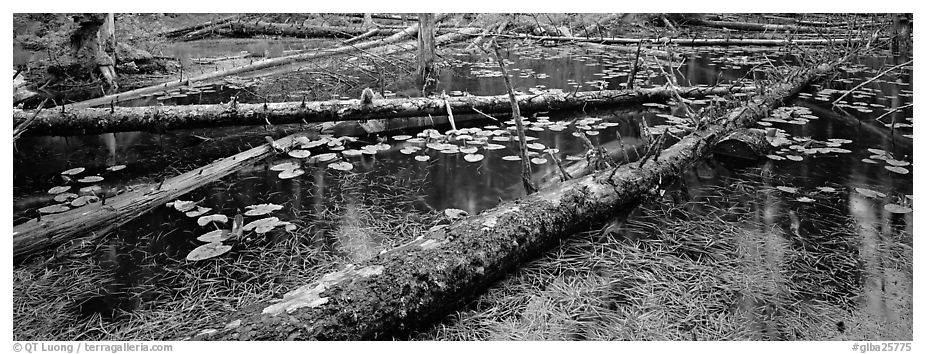 Fallen logs in pond. Glacier Bay National Park (black and white)
