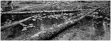 Fallen logs in pond. Glacier Bay National Park (Panoramic black and white)