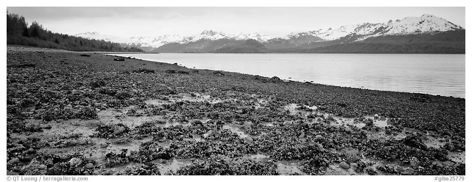 Shore with seaweed uncovered by low tide. Glacier Bay National Park (black and white)