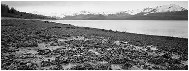 Shore with seaweed uncovered by low tide. Glacier Bay National Park (Panoramic black and white)