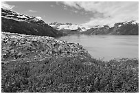 Lupine, Lamplugh glacier, and West Arm. Glacier Bay National Park, Alaska, USA. (black and white)