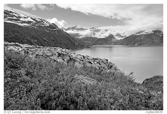 Lupine, Lamplugh glacier, and turquoise bay waters. Glacier Bay National Park (black and white)