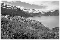 Lupine, Lamplugh glacier, and turquoise bay waters. Glacier Bay National Park, Alaska, USA. (black and white)