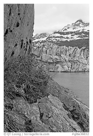 Dwarf fireweed, Lamplugh glacier, and Mt Cooper. Glacier Bay National Park (black and white)