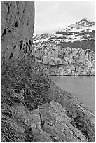 Dwarf fireweed, Lamplugh glacier, and Mt Cooper. Glacier Bay National Park ( black and white)
