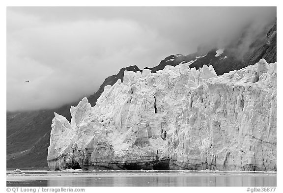 Terminus face of Margerie Glacier. Glacier Bay National Park (black and white)