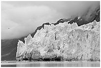 Terminus face of Margerie Glacier. Glacier Bay National Park ( black and white)