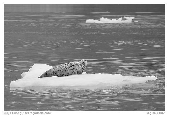 Seal hauled out on iceberg. Glacier Bay National Park, Alaska, USA.