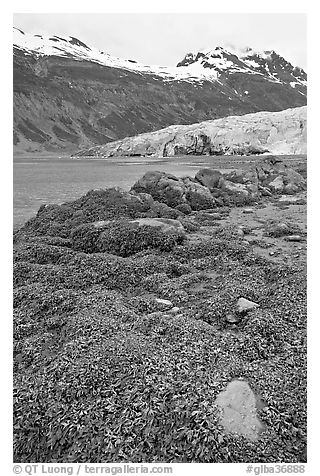 Beach with seaweed exposed at low tide in Reid Inlet. Glacier Bay National Park (black and white)