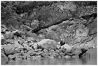 Grizzly bear and boulders by the water. Glacier Bay National Park ( black and white)