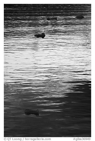 Icebergs and ripples at sunset, Tarr Inlet. Glacier Bay National Park (black and white)