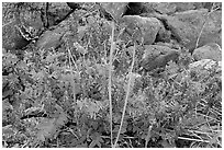 Fireweed and boulders. Glacier Bay National Park ( black and white)