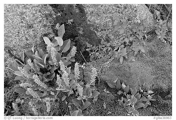 Moss, dwarf fireweed, and rocks. Glacier Bay National Park (black and white)