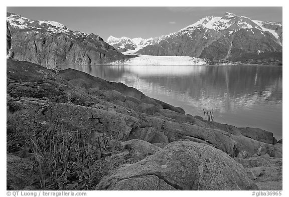 Dwarf fireweed, with Mount Fairweather and Margerie Glacier across bay. Glacier Bay National Park (black and white)