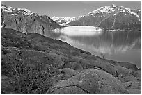 Dwarf fireweed, with Mount Fairweather and Margerie Glacier across bay. Glacier Bay National Park ( black and white)
