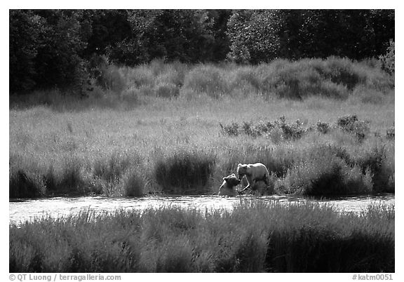 Brown bears in Brooks river. Katmai National Park (black and white)