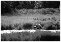 Brown bears in Brooks river. Katmai National Park ( black and white)