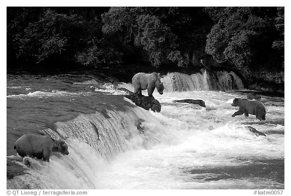 Overview of Brown bears fishing at the Brooks falls. Katmai National Park (black and white)