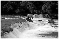 Overview of Brown bears fishing at the Brooks falls. Katmai National Park, Alaska, USA. (black and white)