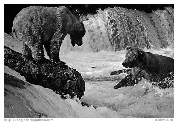 Brown bears fishing at the Brooks falls. Katmai National Park (black and white)