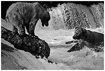 Brown bears fishing at the Brooks falls. Katmai National Park, Alaska, USA. (black and white)