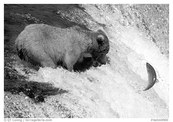 Alaskan Brown bear trying to catch leaping salmon at Brooks falls. Katmai National Park (black and white)