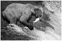 Alaskan Brown bear catching leaping salmon at Brooks falls. Katmai National Park, Alaska, USA. (black and white)