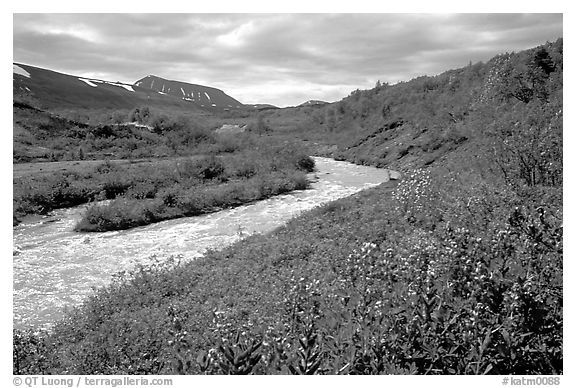 Wildflowers and Lethe river at the edge of the Valley of Ten Thousand smokes. Katmai National Park, Alaska, USA.