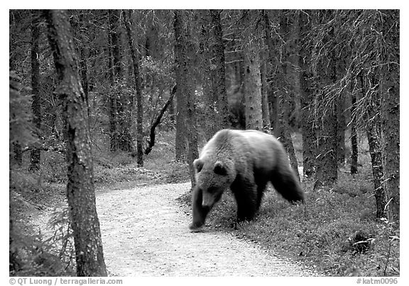 Brown bears encounters on trail are frequent at Brooks camp. Katmai National Park, Alaska, USA.