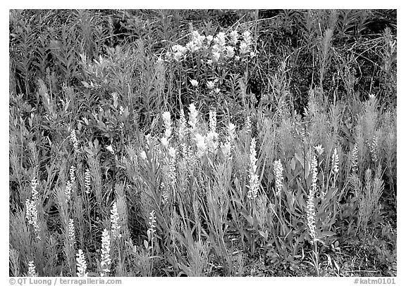 Orchids and Yellow paintbrush. Katmai National Park (black and white)