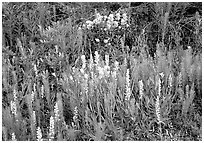 Orchids and Yellow paintbrush. Katmai National Park ( black and white)