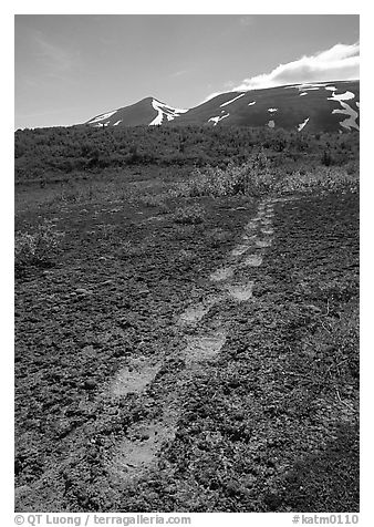 Big bear tracks in the ash, Valley of Ten Thousand smokes. Katmai National Park, Alaska, USA.
