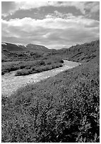 Lupine and Lethe river on the edge of the Valley of Ten Thousand smokes. Katmai National Park, Alaska, USA. (black and white)