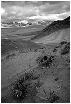 Wildflowers grow on ash at the limit of the Valley of Ten Thousand smokes. Katmai National Park ( black and white)
