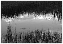 Reflections in pond near Brooks camp. Katmai National Park ( black and white)