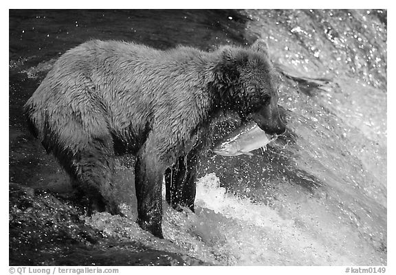 Brown bear holding in mounth  salmon at Brooks falls. Katmai National Park (black and white)